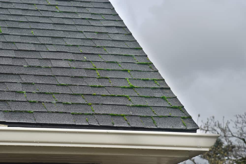 Bergen County moss covered roof shingles before being soft washed.